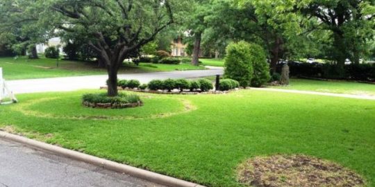 Weed Control Tips for your Beds and Garden