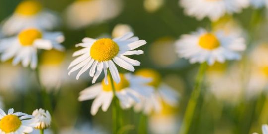 What Your Weed Control Services Should Provide During Summer