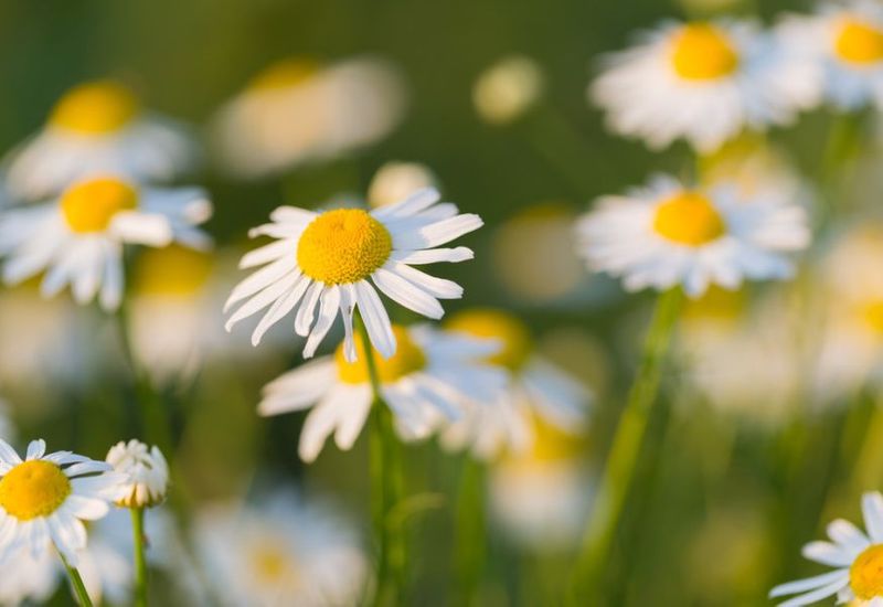 What Your Weed Control Services Should Provide During Summer
