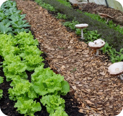 Rows of young vegetables growing in a mulched bed